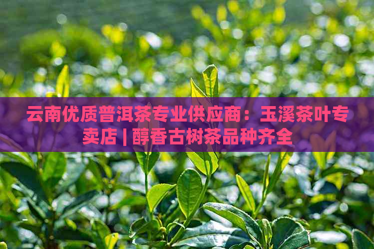 云南优质普洱茶专业供应商：玉溪茶叶专卖店 | 醇香古树茶品种齐全