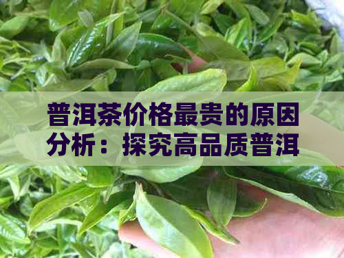 普洱茶价格最贵的原因分析：探究高品质普洱茶的价值与市场差异