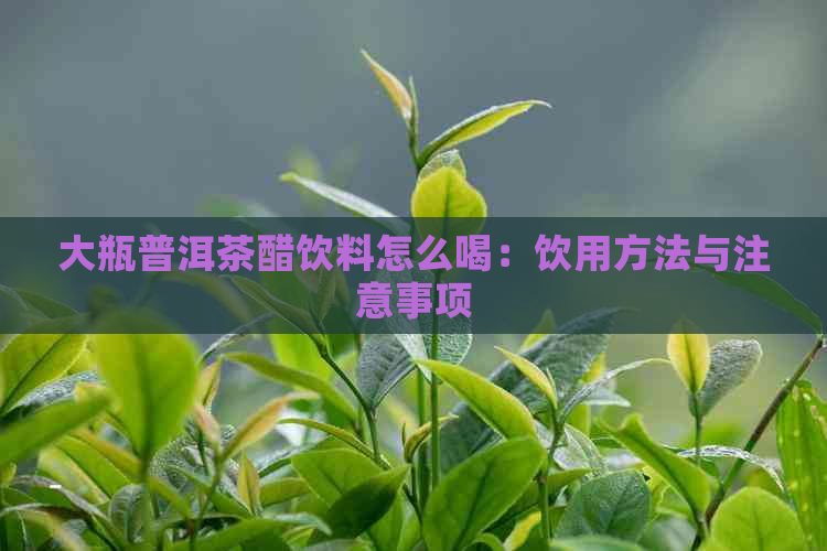 大瓶普洱茶醋饮料怎么喝：饮用方法与注意事项