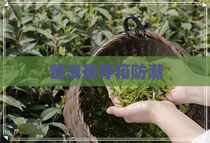 普洱茶存箱防潮