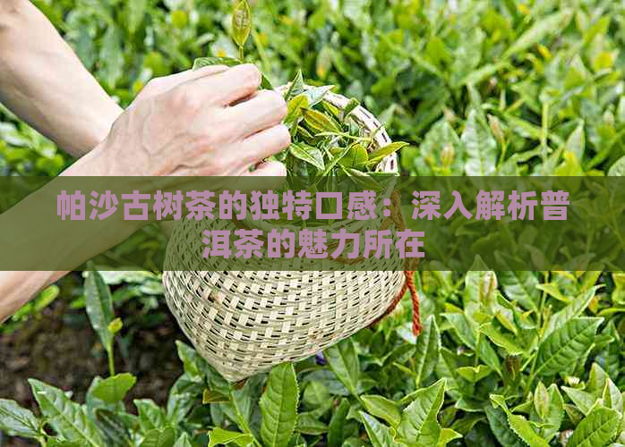 帕沙古树茶的独特口感：深入解析普洱茶的魅力所在