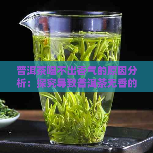 普洱茶喝不出香气的原因分析：探究导致普洱茶无香的原因