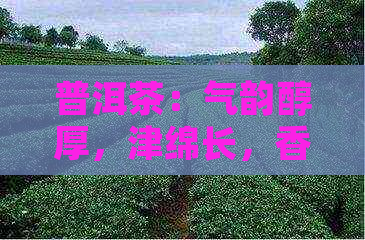 普洱茶：气韵醇厚，津绵长，香气四溢的品饮体验