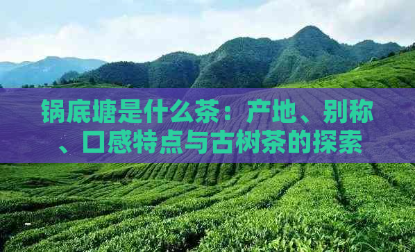 锅底塘是什么茶：产地、别称、口感特点与古树茶的探索