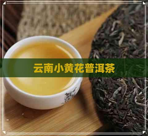 云南小黄花普洱茶