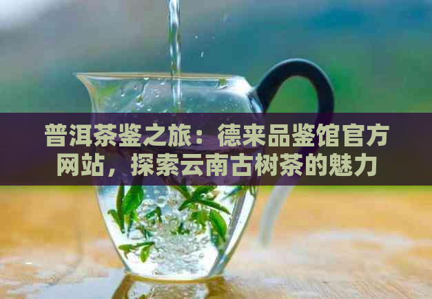 普洱茶鉴之旅：德来品鉴馆官方网站，探索云南古树茶的魅力