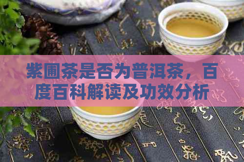 紫圃茶是否为普洱茶，百度百科解读及功效分析