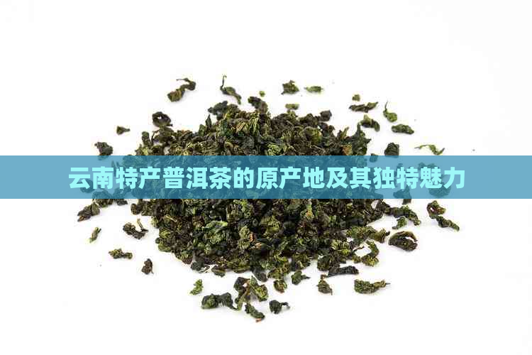 云南特产普洱茶的原产地及其独特魅力