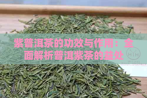 紫普洱茶的功效与作用：全面解析普洱紫茶的益处