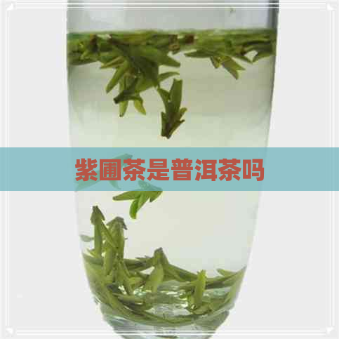 紫圃茶是普洱茶吗