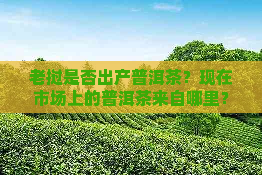 老挝是否出产普洱茶？现在市场上的普洱茶来自哪里？