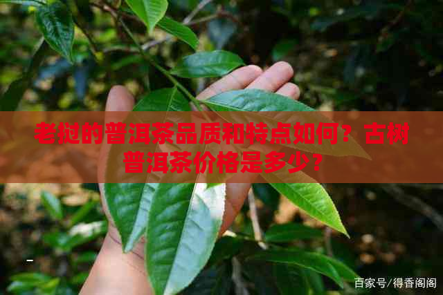 老挝的普洱茶品质和特点如何？古树普洱茶价格是多少？