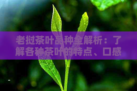 老挝茶叶品种全解析：了解各种茶叶的特点、口感和产地