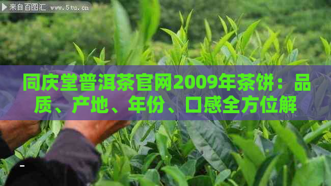 同庆堂普洱茶官网2009年茶饼：品质、产地、年份、口感全方位解析与品鉴指南