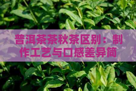 普洱茶茶秋茶区别：制作工艺与口感差异简述