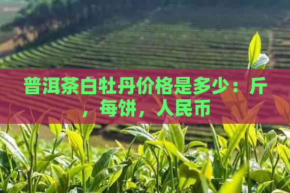 普洱茶白牡丹价格是多少：斤，每饼，人民币