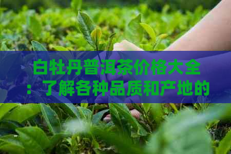 白牡丹普洱茶价格大全：了解各种品质和产地的白牡丹普洱茶的价格信息