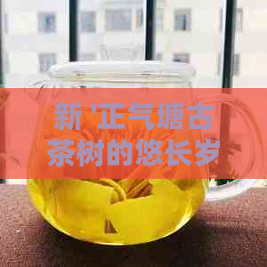 新 '正气塘古茶树的悠长岁月：树龄揭秘与历文化深度解读'