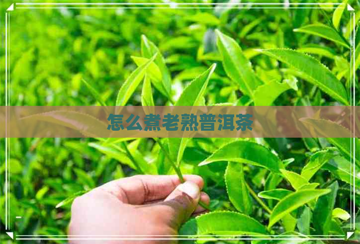 怎么煮老熟普洱茶