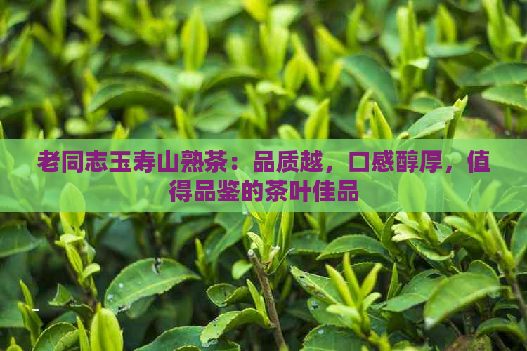 老同志玉寿山熟茶：品质越，口感醇厚，值得品鉴的茶叶佳品