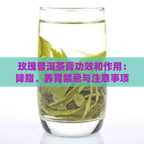 玫瑰普洱茶膏功效和作用：降脂、养胃禁忌与注意事项，同时探讨其独特作用。