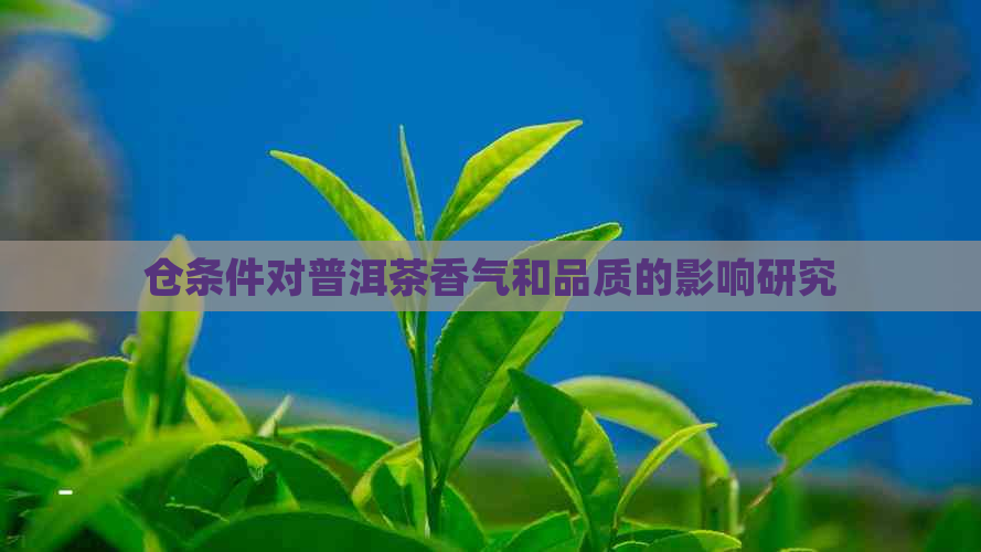 仓条件对普洱茶香气和品质的影响研究