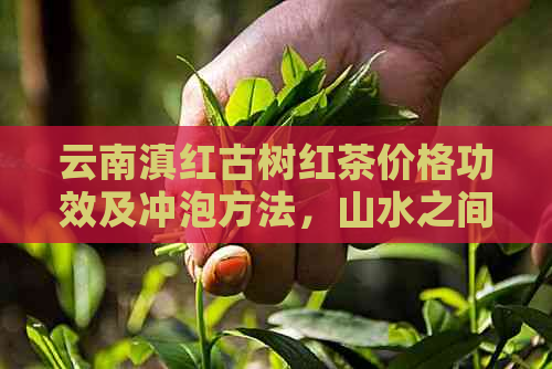 云南滇红古树红茶价格功效及冲泡方法，山水之间品茗胜地