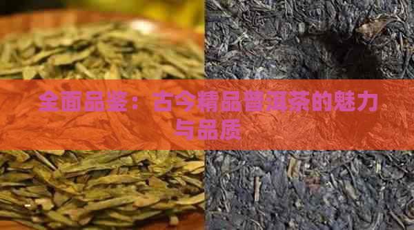 全面品鉴：古今精品普洱茶的魅力与品质