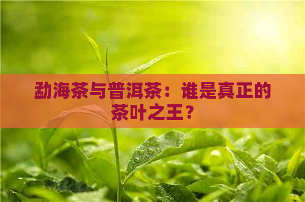 勐海茶与普洱茶：谁是真正的茶叶之王？