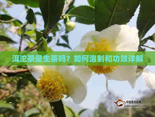 洱沱茶是生茶吗？如何泡制和功效详解