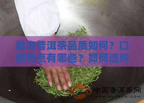 勐海普洱茶品质如何？口感特点有哪些？如何选购和品鉴？