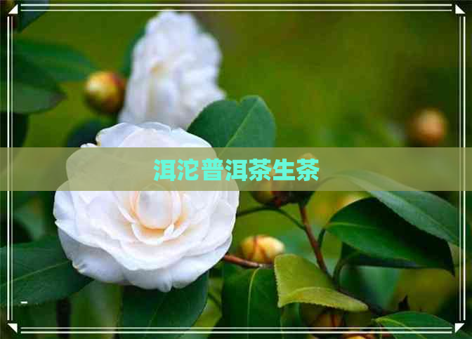 洱沱普洱茶生茶