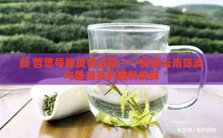 新 哲思号陈皮普洱茶——探索云南陈皮与普洱茶的独特韵味