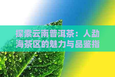 探索云南普洱茶：人勐海茶区的魅力与品鉴指南