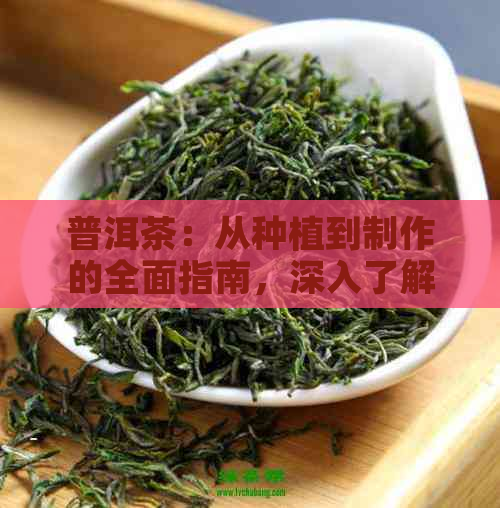 普洱茶：从种植到制作的全面指南，深入了解古树茶、生茶和熟茶的奥秘