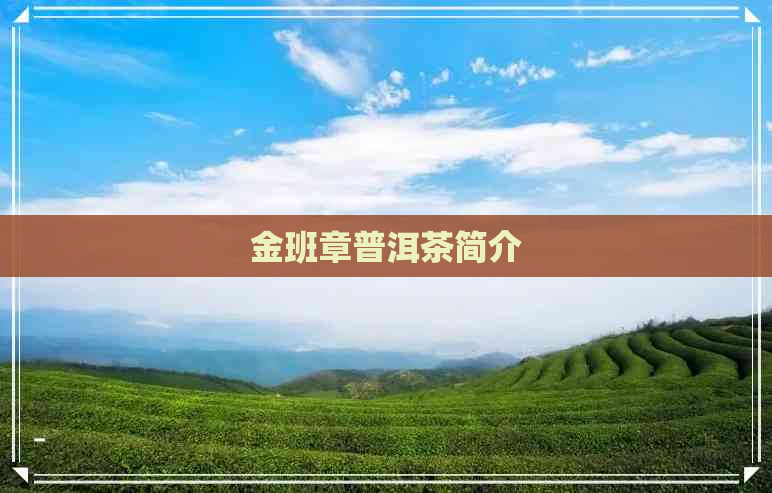 金班章普洱茶简介