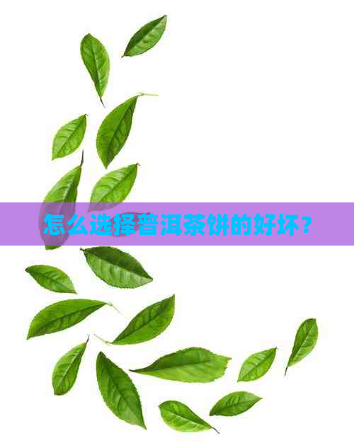 怎么选择普洱茶饼的好坏？