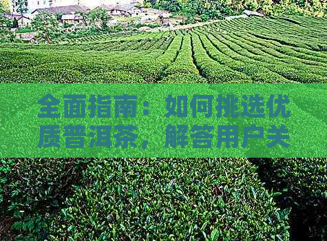 全面指南：如何挑选优质普洱茶，解答用户关于选购的所有疑问