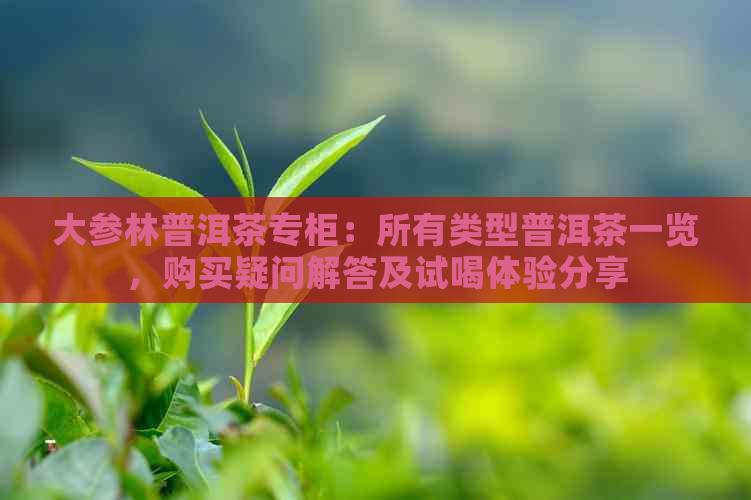 大参林普洱茶专柜：所有类型普洱茶一览，购买疑问解答及试喝体验分享