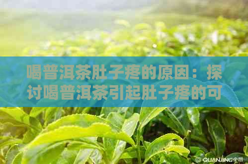 喝普洱茶肚子疼的原因：探讨喝普洱茶引起肚子疼的可能因素。