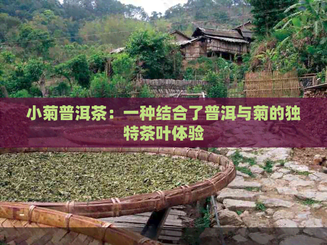 小菊普洱茶：一种结合了普洱与菊的独特茶叶体验