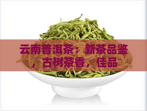 云南普洱茶：新茶品鉴，古树茶香，佳品