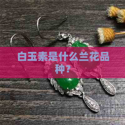 白玉素是什么兰花品种？