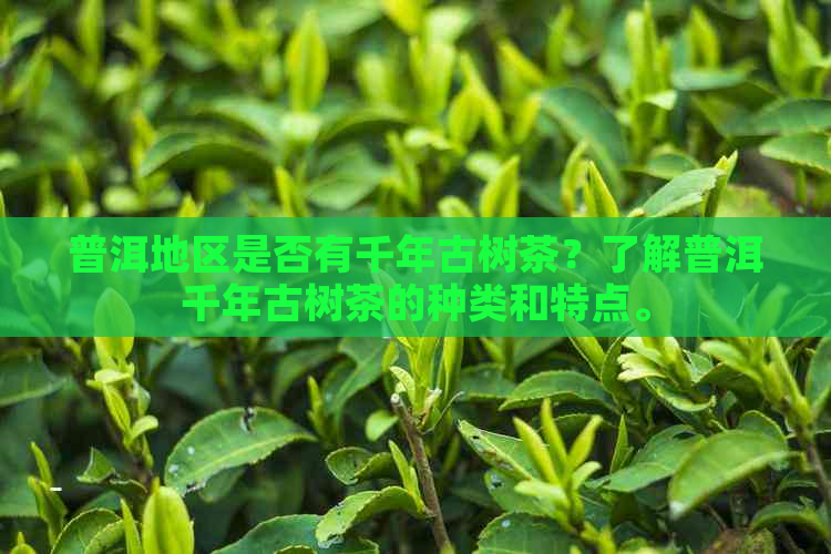 普洱地区是否有千年古树茶？了解普洱千年古树茶的种类和特点。