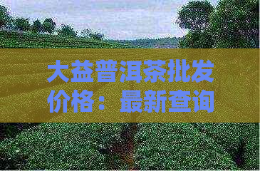 大益普洱茶批发价格：最新查询与市场行情