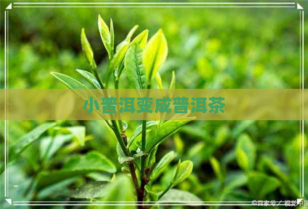 小普洱变成普洱茶