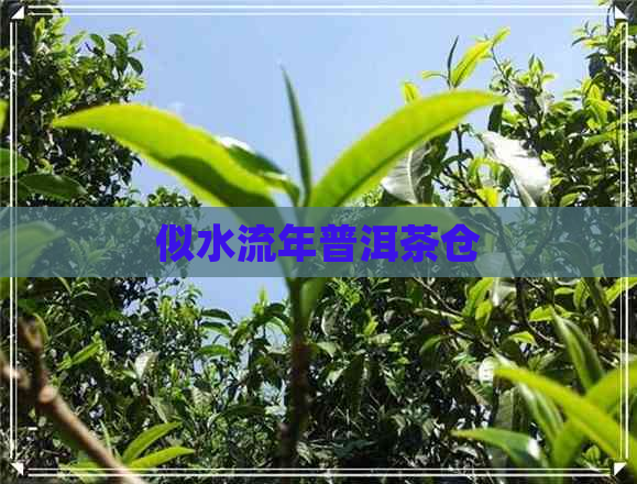 似水流年普洱茶仓