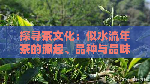 探寻茶文化：似水流年茶的源起、品种与品味