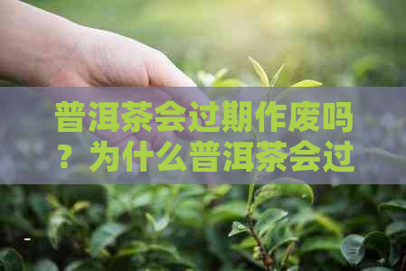 普洱茶会过期作废吗？为什么普洱茶会过期？能喝吗？