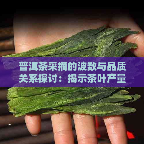 普洱茶采摘的波数与品质关系探讨：揭示茶叶产量与风味的秘密